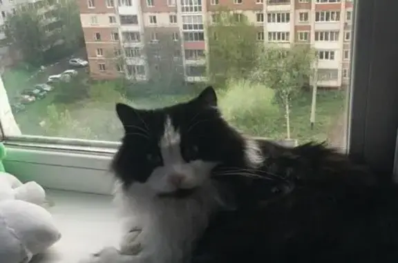 Нашли кошку на ул. Крупской, Омск