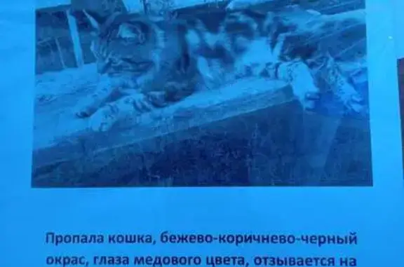 Пропала кошка, Долгая ул. 9, Пенза