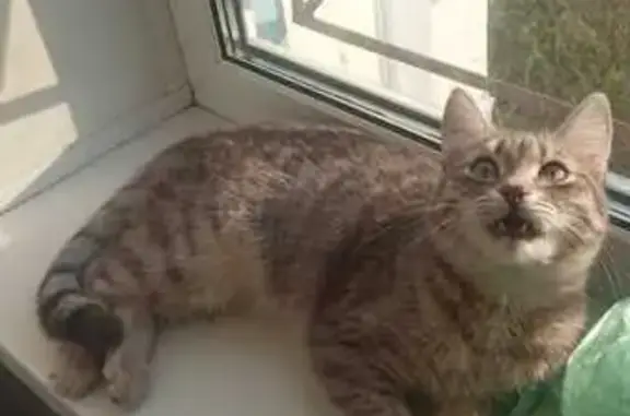 Кошки потеряшки, Курган, фото: Потеряшка кошка, пл. Ленина, 1, Курган