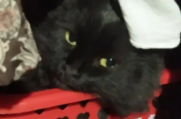 Потерянные животные Оренбург, фото: Чёрная кошка найдена, Элеваторная 2