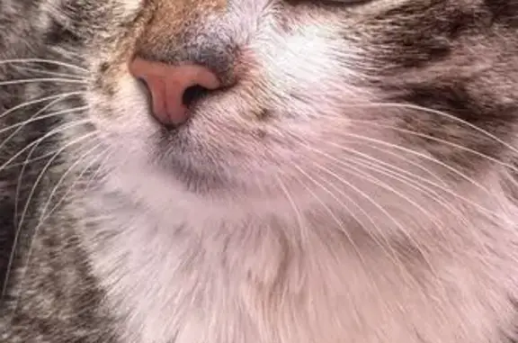 Кошка найдена, ул. Вильского, 28, Красноярск