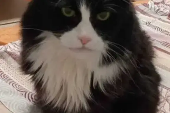 Кошки потеряшки, Нерюнгри, фото: Потеряшка кошка, пр. Ленина, Нерюнгри