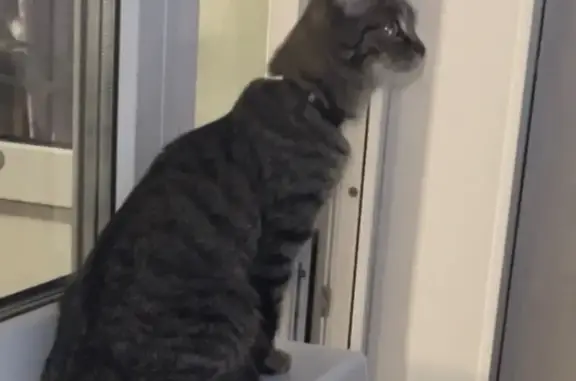 Кошки потеряшки, Красноярск, фото: Потеряшка кошка, ул. Красной Армии, 28