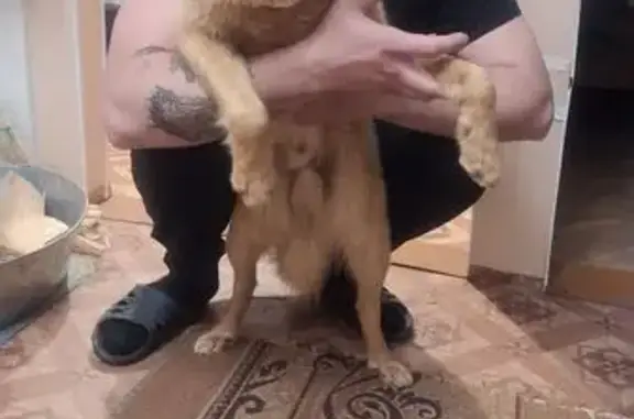 Найдена лайка, Поросозеро, 86К-14 - photo