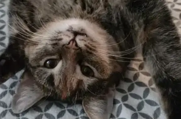 Кошки потеряшки, Казань, фото: Потеряшка кошка, ул. Р. Зорге, 35, Казань