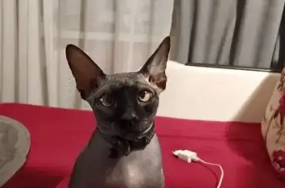 Кошки потеряшки, Рославль, фото: Потеряшка кошка, Пролетарская 88-92, Рославль