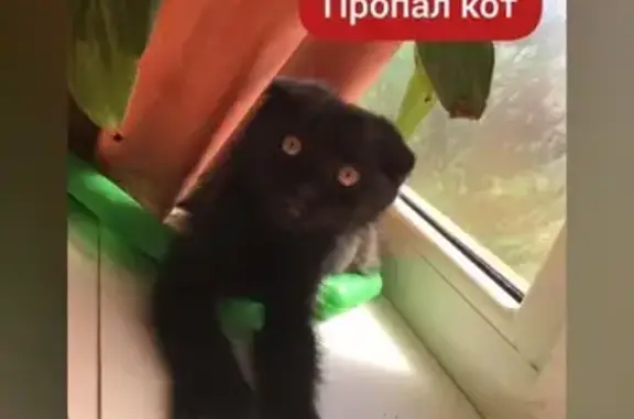 Пропала кошка Филя, ул. Полковая 7, Михайловск