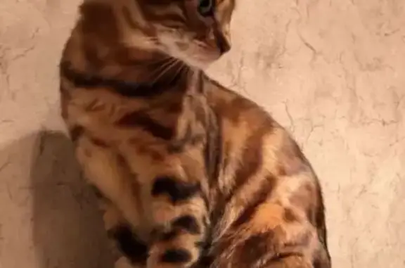 Пропала бенгальская кошка, ул. Свободы 19