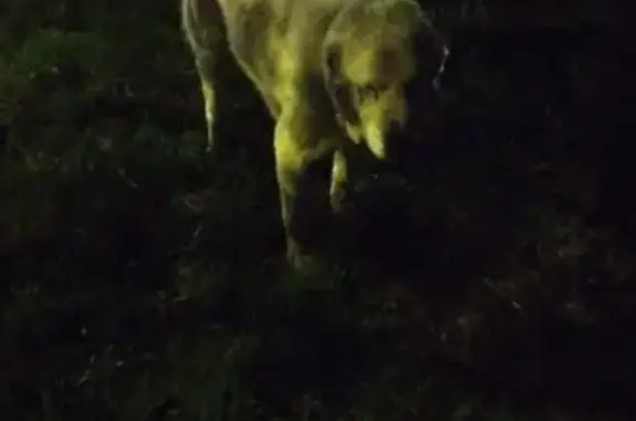 Найдена собака, Краснодар, фото: Алабай найден на ул. Калинина, 294, Краснодар