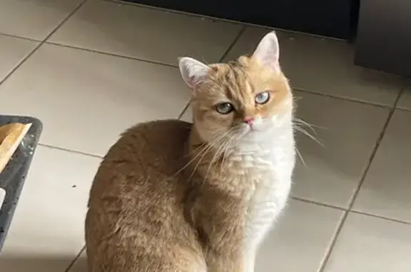 Кошки потеряшки, Путилково, фото: Потеряшка кошка, Просторная ул. 12, Путилково