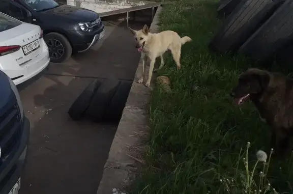 Найдена собака, Смоленск, фото: Смоленск: найден пес на ул. Лавочкина, 105