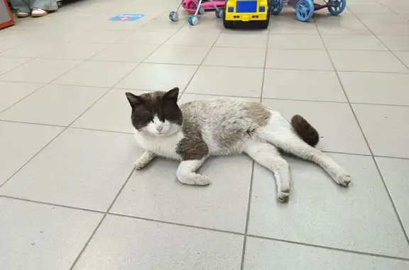 Найденные животные Йошкар-Ола, фото: Кошка найдена: ул. Димитрова, 61