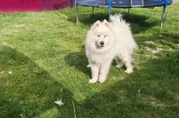 Найдена собака, Навля, фото: Найдена собака на ул. Ленина, Навля