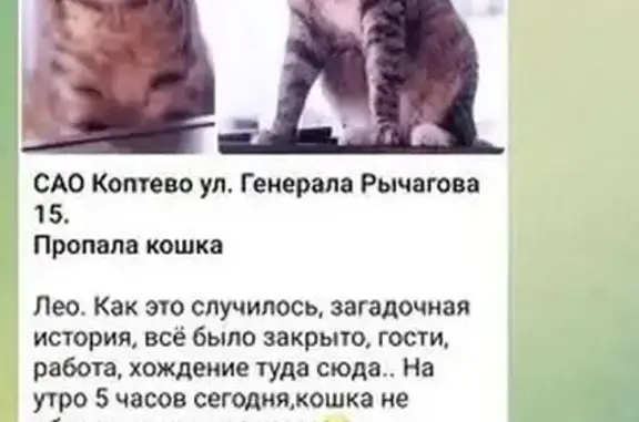 Пропала кошка, ул. Генерала Рычагова, 15