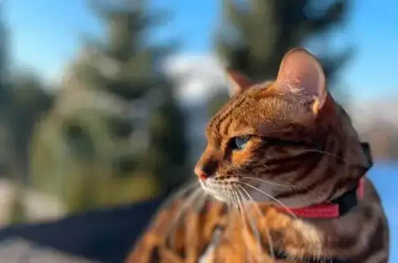 Пропала кошка, Румянцево, МО
