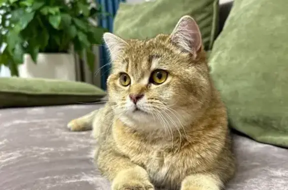 Пропала кошка, Берёзовая ул., Ставрополь