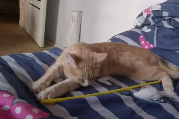 Кошки потеряшки, Уфа, фото: Потеряшка кошка у аптеки, Шафиева 48, Уфа