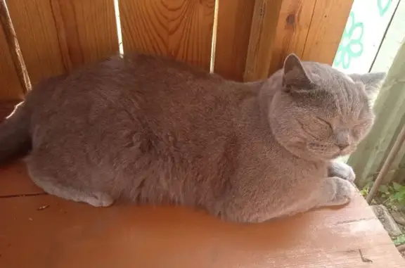 Пропала кошка, Красная площадь, 3
