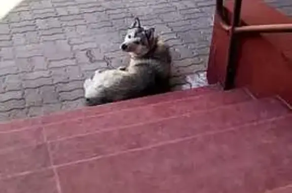 Найдена собака, Казань, фото: Найдена собака, ул. Ак. Павлова, 10, Казань