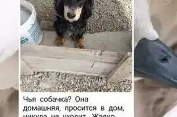 Найдена собака, , фото: Кокер спаниель найден: Поперечная, 12