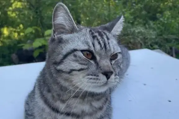 Пропала британская кошка, Усадская 76