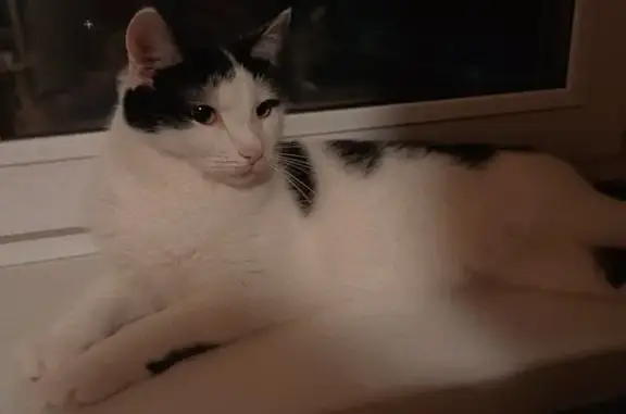Пропала кошка, ул. Труда, 3, Чита