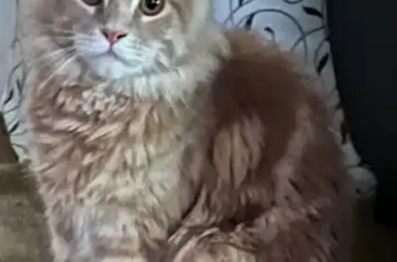 Пропала кошка, ул. Шитова 78, Тутаев