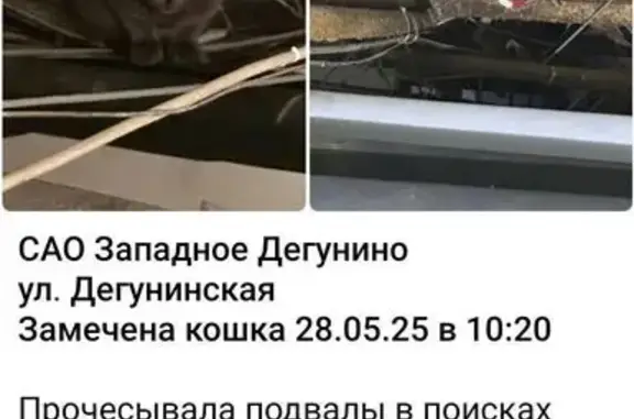 Кошка найдена: Дегунинская ул., 15, Москва