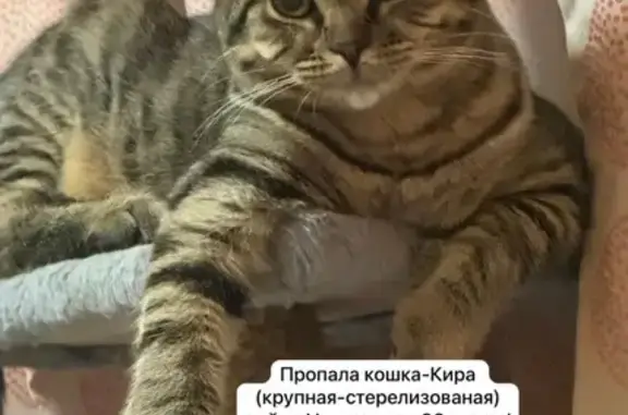 Пропала кошка, ул. Рябышева, 38, Ростов-на-Дону