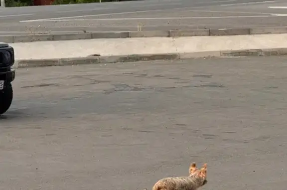 Йорк найден: Трактовая 32, Вольно-Надеждинское