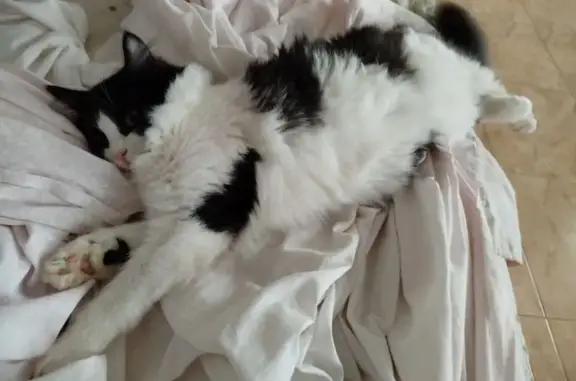 Кошки потеряшки, Можайск, фото: Потеряшка кошка, ул. Биричева, 8, Можайск