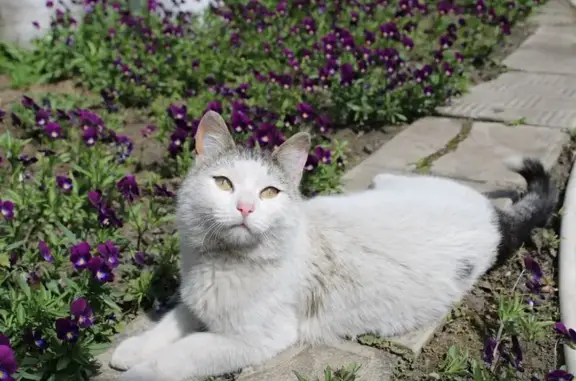 Кошки потеряшки, Барнаул, фото: Потеряшка кошка, ул. Исакова, 6, Барнаул