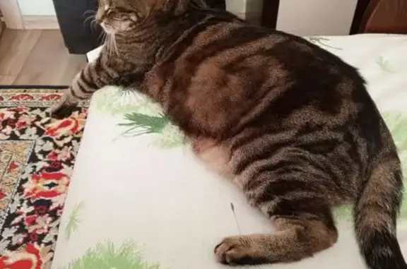 Кошки потеряшки, Московская область, фото: Потеряшка кошка, Дубна МО