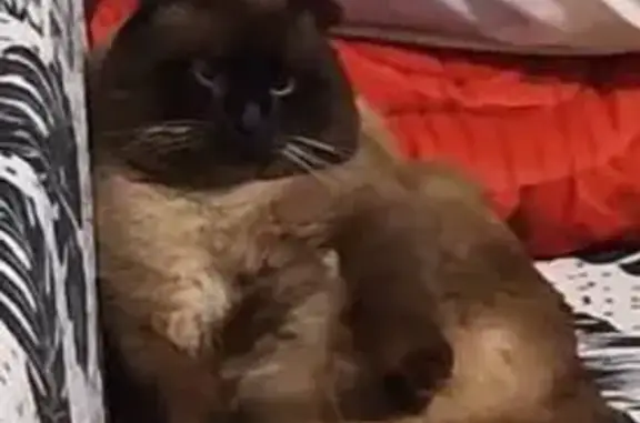 Пропала кошка, Малый пер., 2, Михайловск - photo