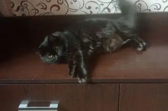 Пропала кошка, Мошково, Рабочая ул.