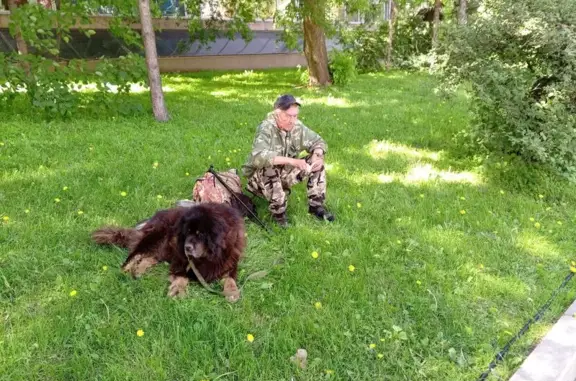 Найден рыжий ньюфаундленд, Крымский Вал 8