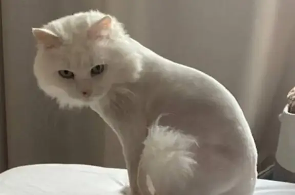 Кошки потеряшки, Иркутск, фото: Потеряшка кот Мистер, Старо-Кузьмихинская, Иркутск