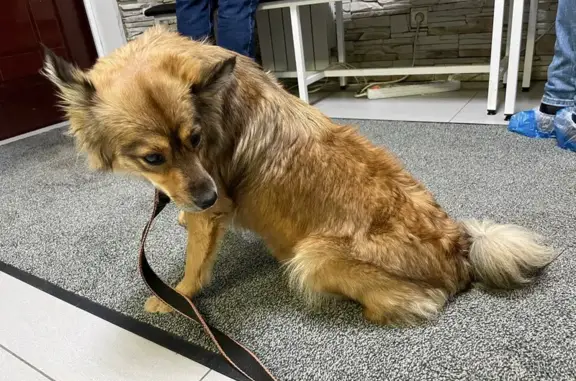 Собака найдена: Богаткова 186, Новосибирск