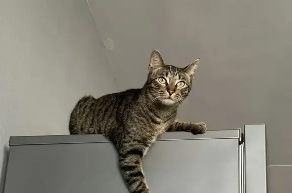 Кошки потеряшки, Нарьян-Мар, фото: Потеряшка кошка, Морская ул. 16, Нарьян-Мар