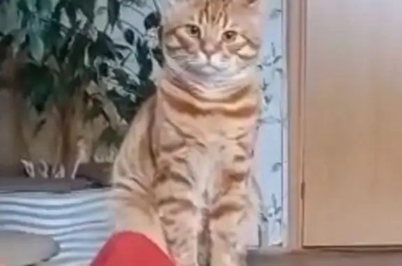 Пропала кошка, ул. Кобзева, 48, Тула