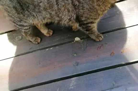 Кошка найдена на ул. Димитрова, Краснодар