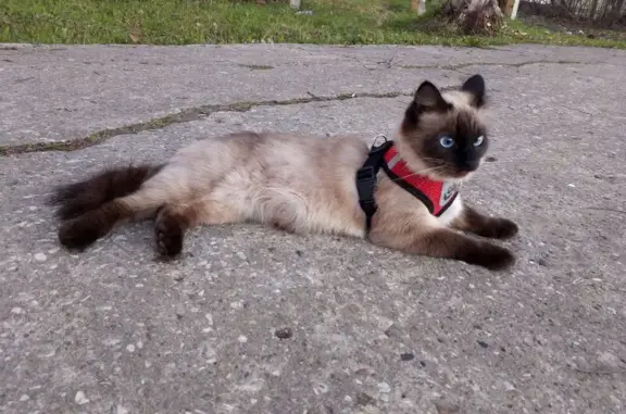 Пропала кошка, ул. Космонавтов, 6