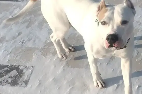 Собаки потеряшки, , фото: Потеряшка собака, СНТ Геолог, ст. Лесная