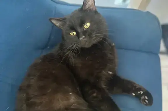 Кошка найдена: Рокоссовского, 27, Оренбург