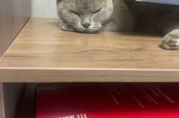 Найденные животные Челябинск, фото: Кошка найдена: ул. С. Юлаева, 17Б, Челябинск