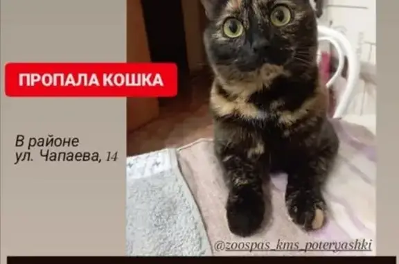 Пропала кошка, ул. Чапаева, 14, Комсомольск