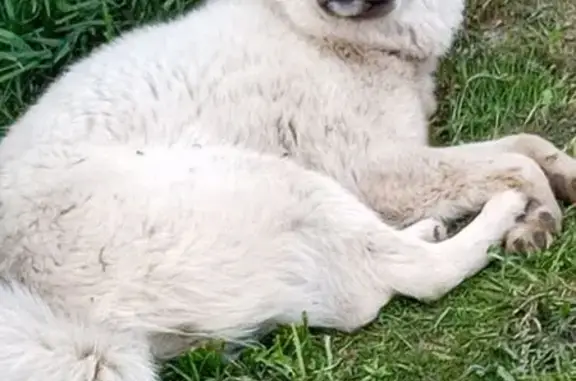 Найдена собака, Центр. ул. 100, Лэзым