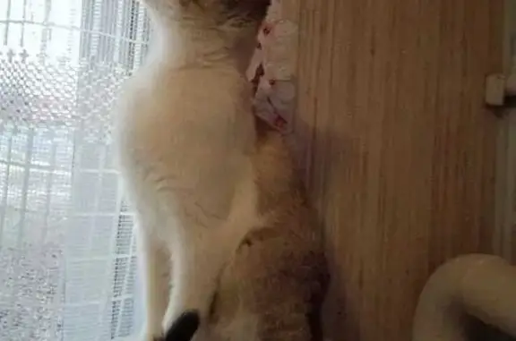 Пропала кошка, ул. Котельникова 38, Богородск
