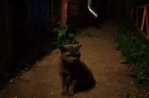 Найдена кошка, Благовещенск, фото: Британская кошка найдена, Ленина 207/1