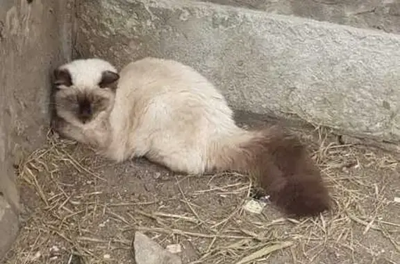 Найдена кошка, Санкт-Петербург, фото: Кошка у дома 1, ул. Нахимова, СПб